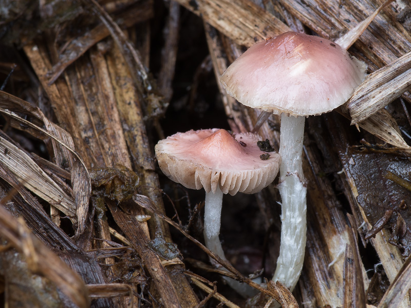 Stropharia inuncta